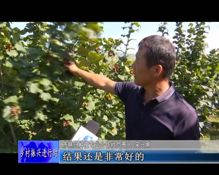 舒兰市林兴种植专业合作社大榛子喜获丰收