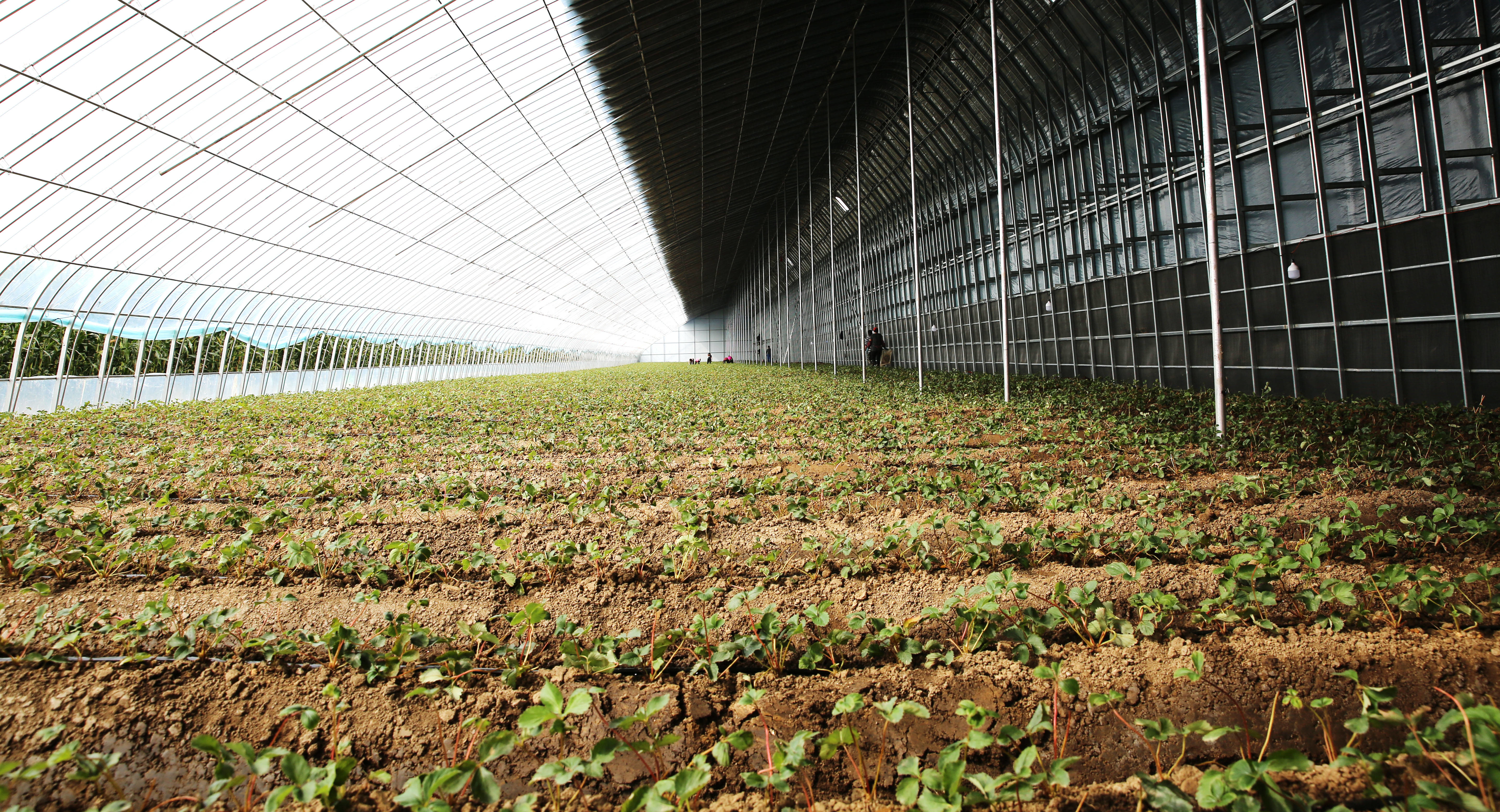 乡村振兴丨舒兰市环城街道：小草莓带来致富新希望