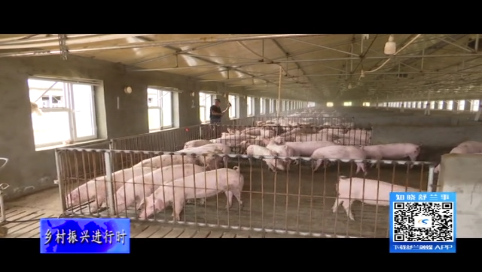 舒兰市：发展生猪养殖产业 带动村民增收致富