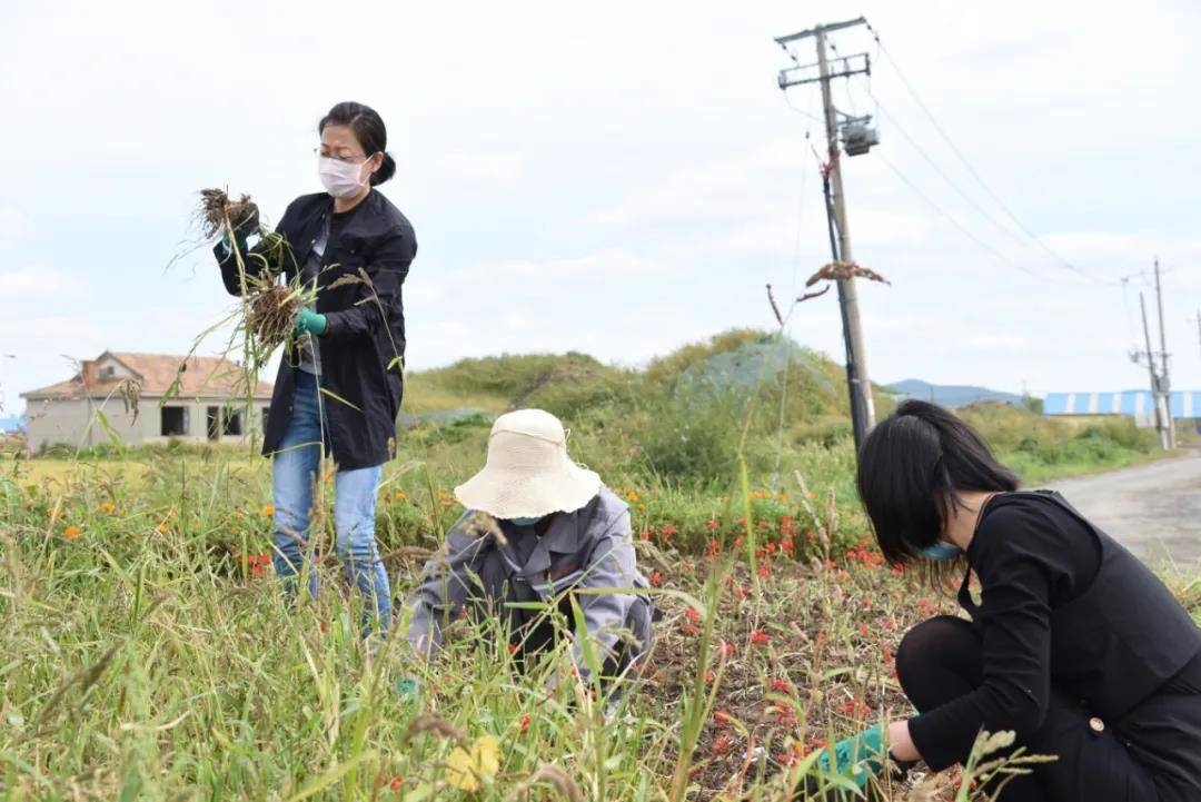 舒兰：城投公司机关党支部开展&ldquo;为群众办实事，除草美化道路&rdquo;主题党日活动