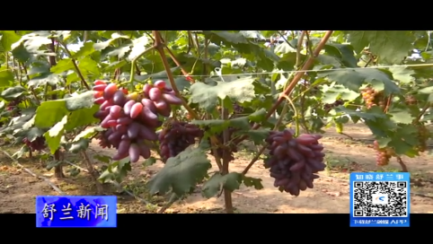 舒兰市七里乡辰露家庭农场葡萄采摘园迎来丰收季
