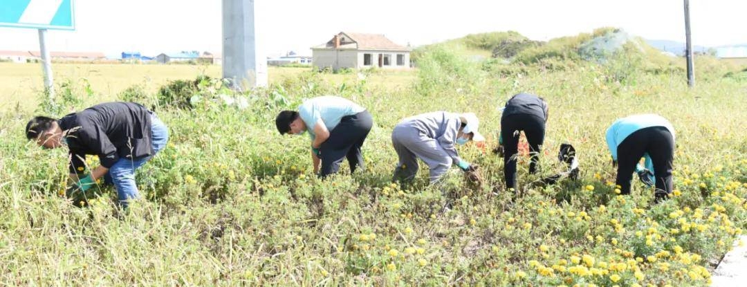 舒兰市城投公司机关党支部开展&ldquo;为群众办实事，除草美化道路&rdquo;主题党日活动