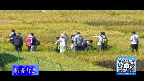 舒兰市水稻田里忙收割 农事体验乐趣多