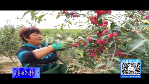舒兰市：小小&ldquo;龙丰果&rdquo; 结出富裕路
