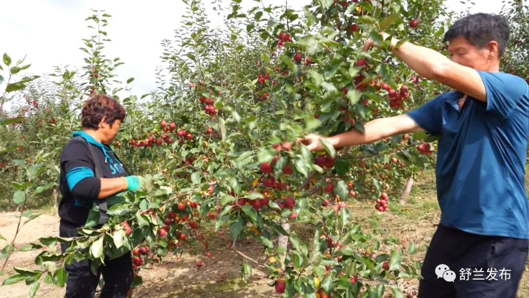 舒兰市七里乡：小果树结出&ldquo;致富果&rdquo;