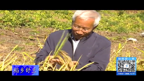 舒兰市：杂交水稻育种专家李勇赋的稻香梦