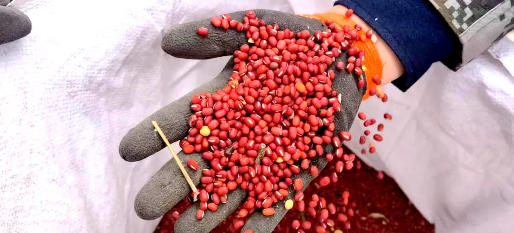 舒兰市：&ldquo;农光互补&rdquo;忙 产业效益多