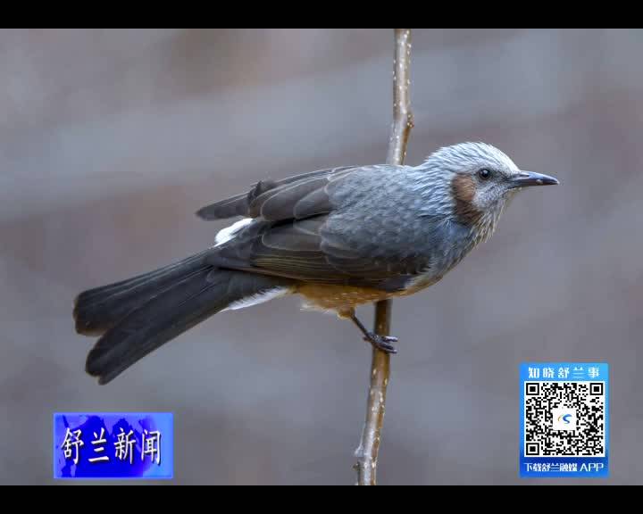 文联摄影家协会鸟类保护摄影基地助力舒兰市野生鸟类顺利越冬