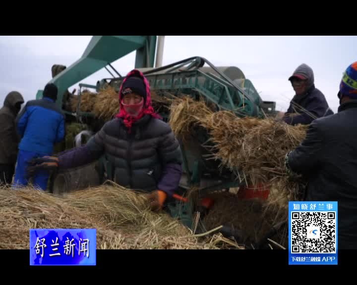 舒兰市学明家庭农场水稻脱粒忙