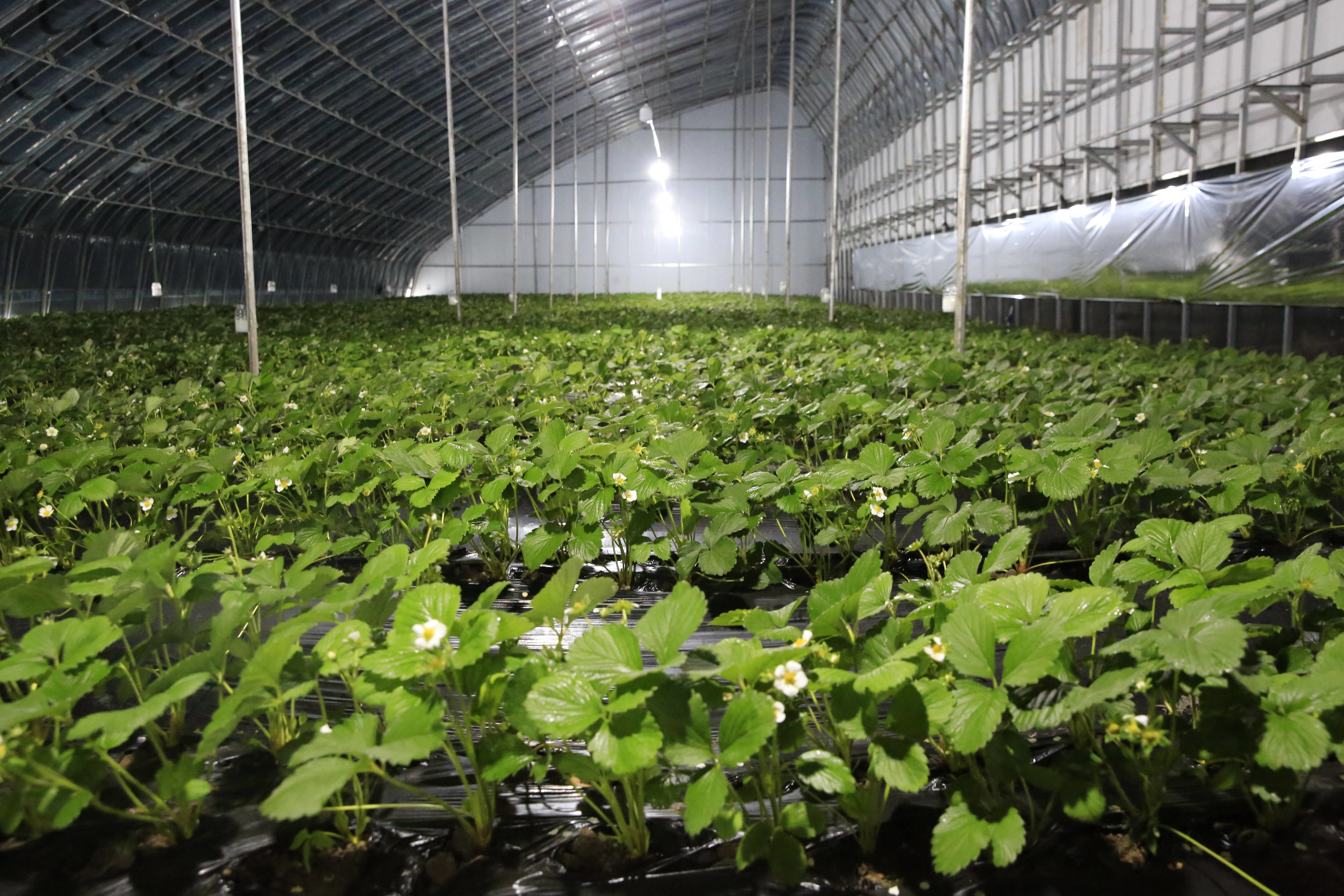 舒兰市环城街道：大棚草莓 长势喜人