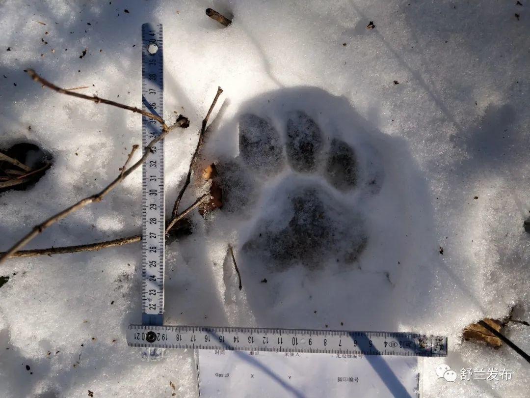 舒兰市发现野生东北虎踪迹