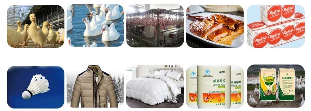 舒兰市白鹅产业园项目取得实质进展