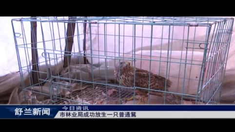 舒兰市林业局成功放生一只普通鵟