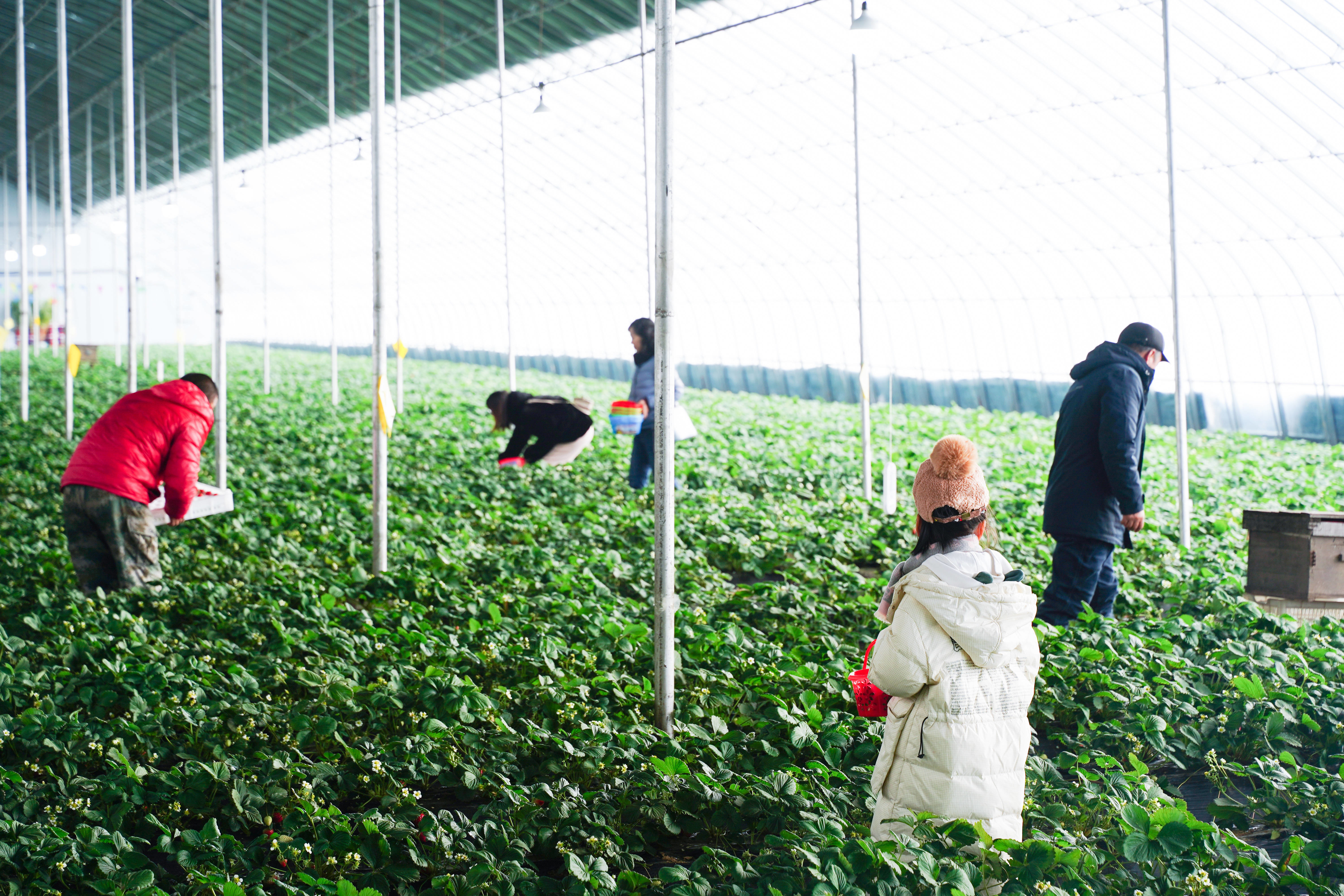 舒兰市环城街道反季草莓抢&ldquo;鲜&rdquo;上市 打通致富新门路