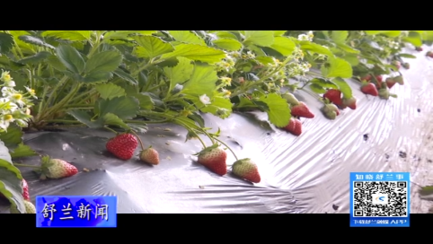 舒兰市鑫晟沅采摘园：反季草莓抢&ldquo;鲜&rdquo;上市