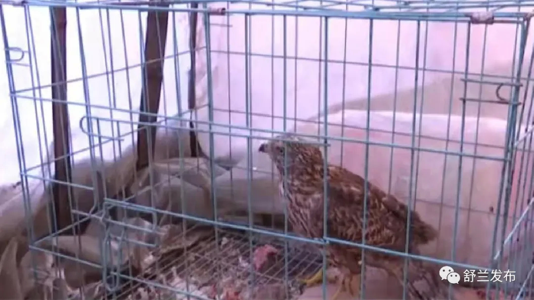 舒兰市林业局放生一只国家二级保护动物&ldquo;普通鵟&rdquo;