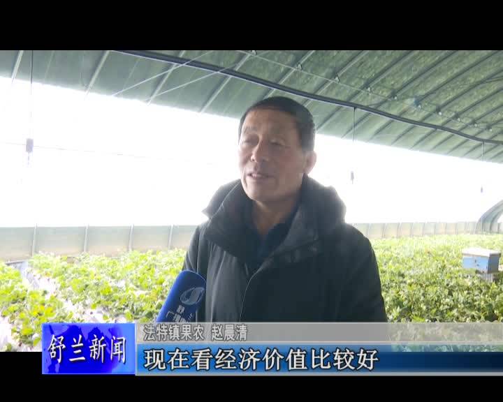 舒兰市法特镇冬日草莓采摘 尽享莓好生活