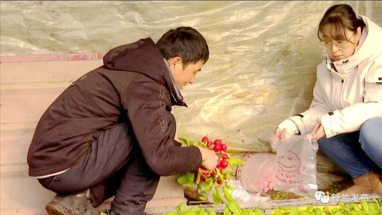 舒兰：反季种植山野菜 &ldquo;农闲&rdquo;时节赚大钱