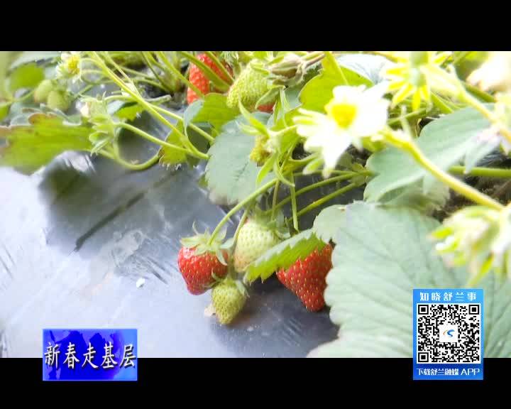 舒兰鑫晟沅草莓棚里春意浓 休闲采摘乐无穷