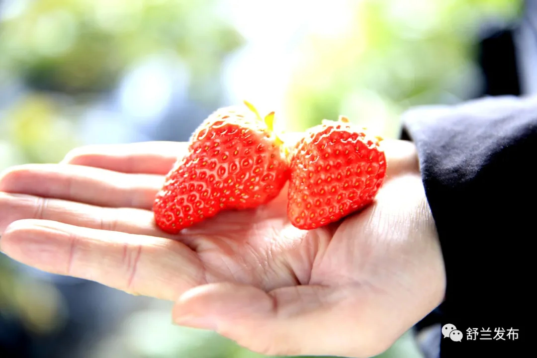 新春走基层丨舒兰：冬日大棚春意浓