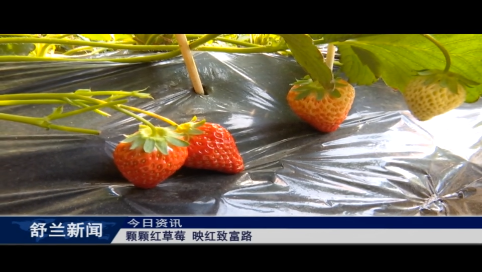 舒兰：颗颗红草莓 映红致富路