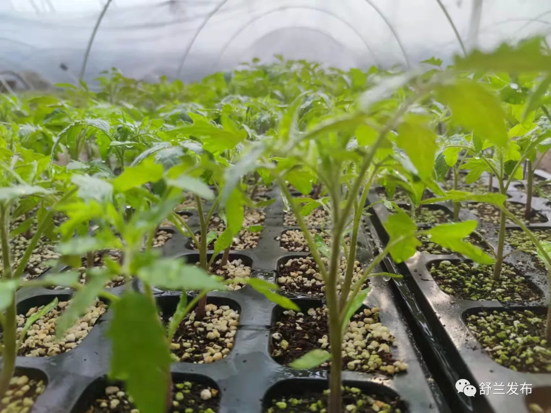 乡村振兴丨舒兰市朝阳镇新旭村：棚膜蔬菜育苗忙