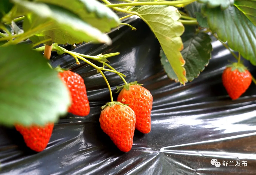 新春走基层丨颗颗红草莓 映红致富路