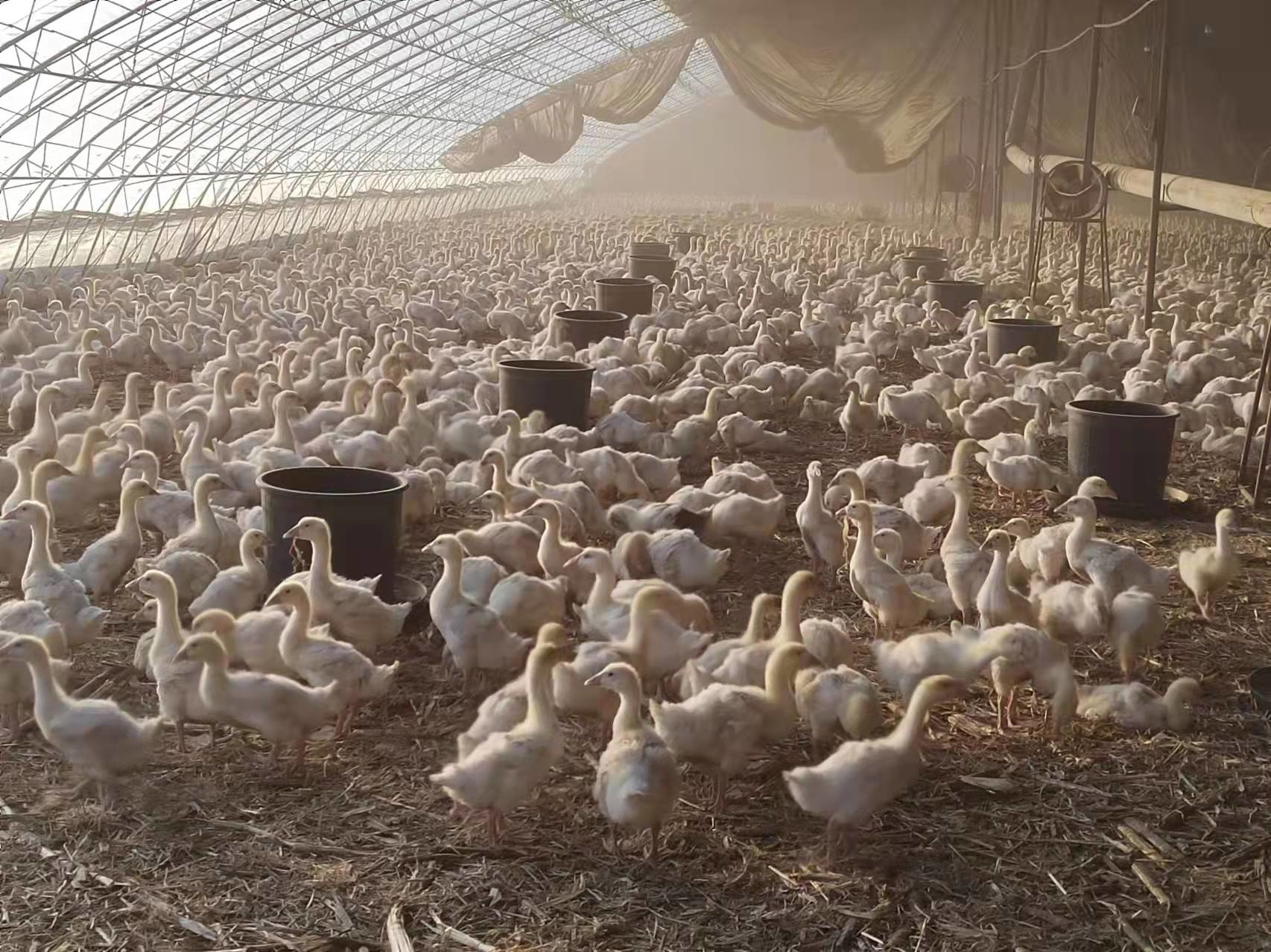 舒兰市金马镇：外出台安取&ldquo;鹅经&rdquo;谋划养殖促&ldquo;振兴&rdquo;