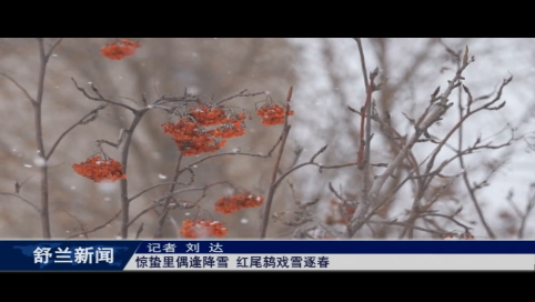 舒兰：惊蛰里偶逢降雪 红尾鸫戏雪逐春