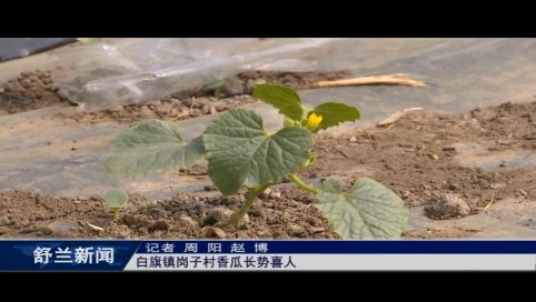 舒兰市白旗镇岗子村香瓜长势喜人