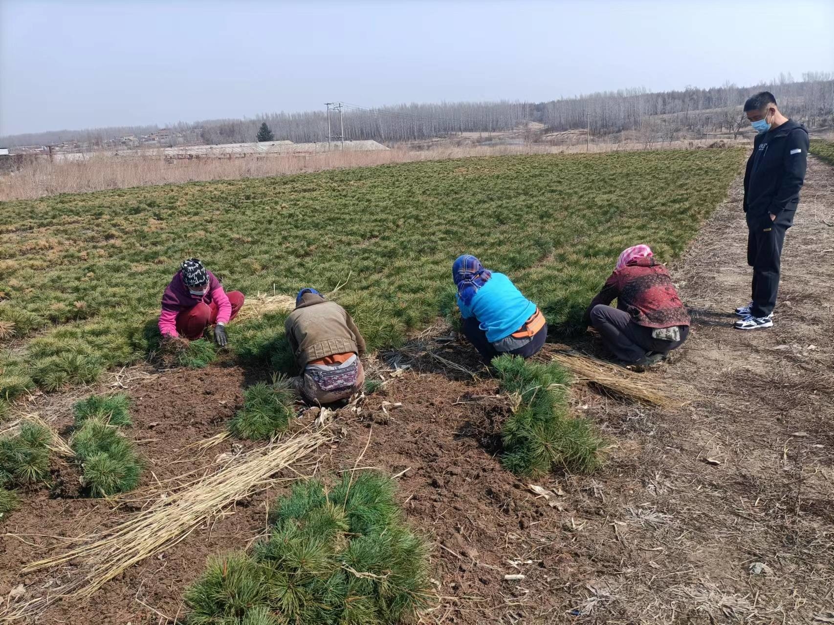 舒兰市水曲柳林场开展春季植树造林工作