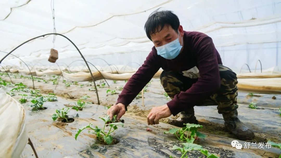 乡村振兴丨舒兰市溪河镇：大棚春意浓 瓜农育苗忙