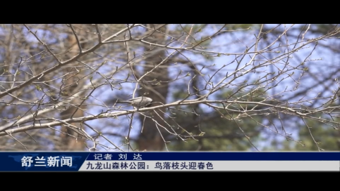 舒兰市九龙山森林公园：鸟落枝头迎春色