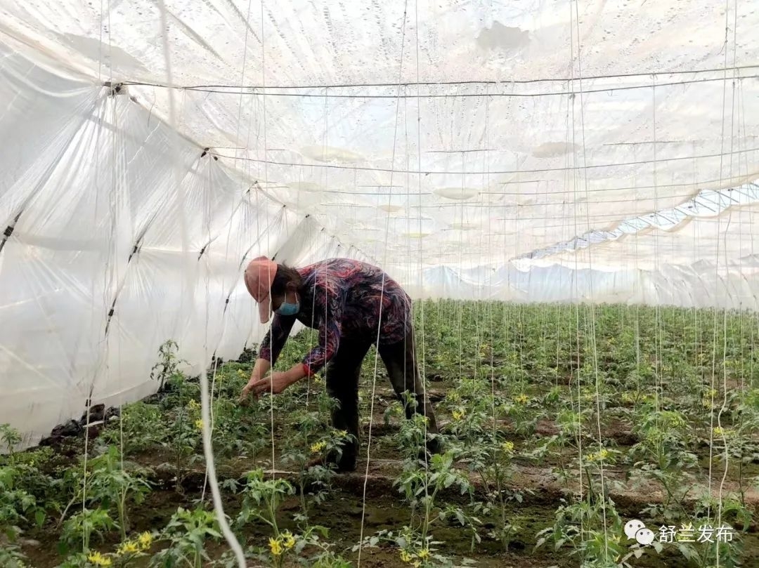 乡村振兴丨舒兰市朝阳镇新旭村：大力发展棚膜经济 助推农民增收致富