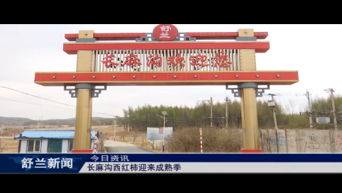 舒兰市长麻沟西红柿迎来成熟季