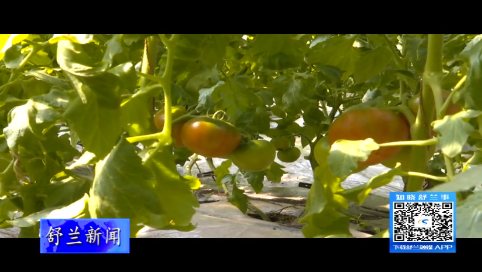 舒兰：长麻沟西红柿&ldquo;红了&rdquo;