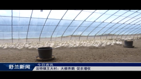 舒兰市法特镇王大村：大棚养鹅 促农增收