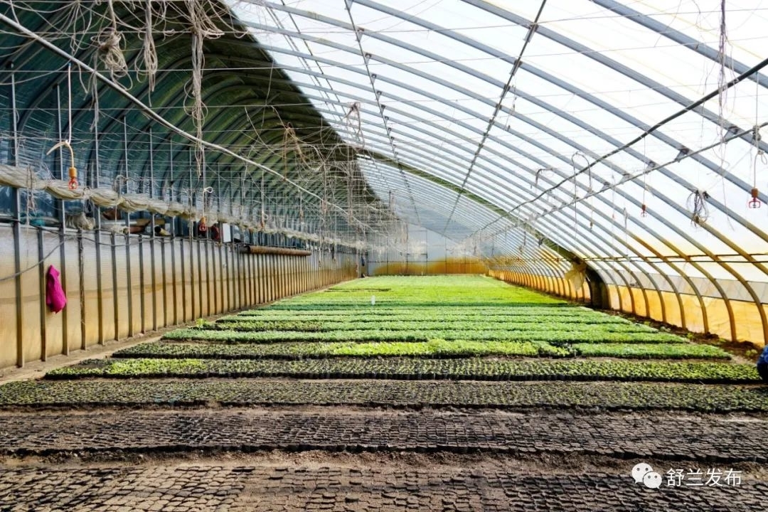 乡村振兴丨舒兰市法特镇头台村：温室花卉种植 铺就芬芳致富路