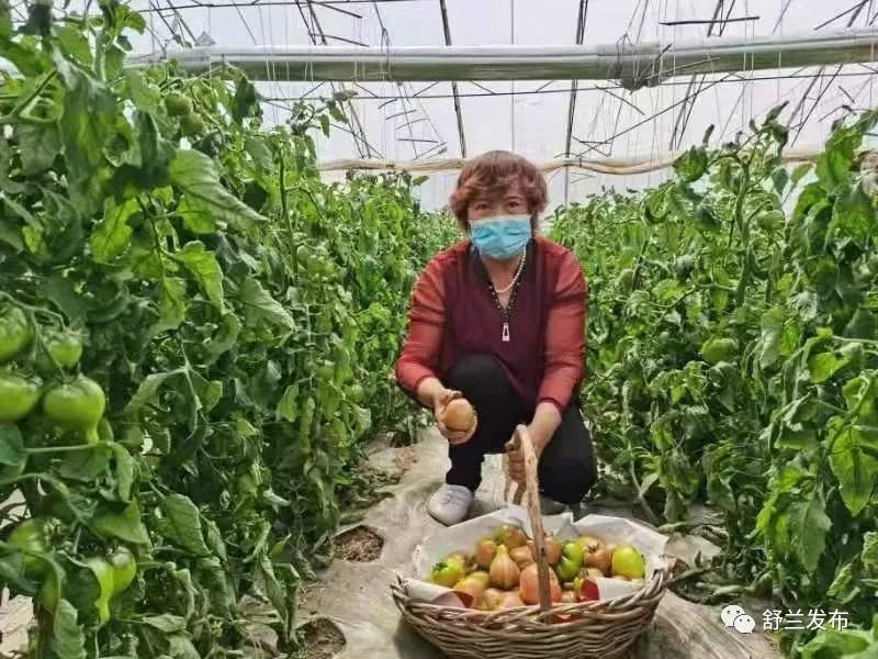 乡村振兴丨舒兰市长麻沟西红柿抢&ldquo;鲜&rdquo;上市