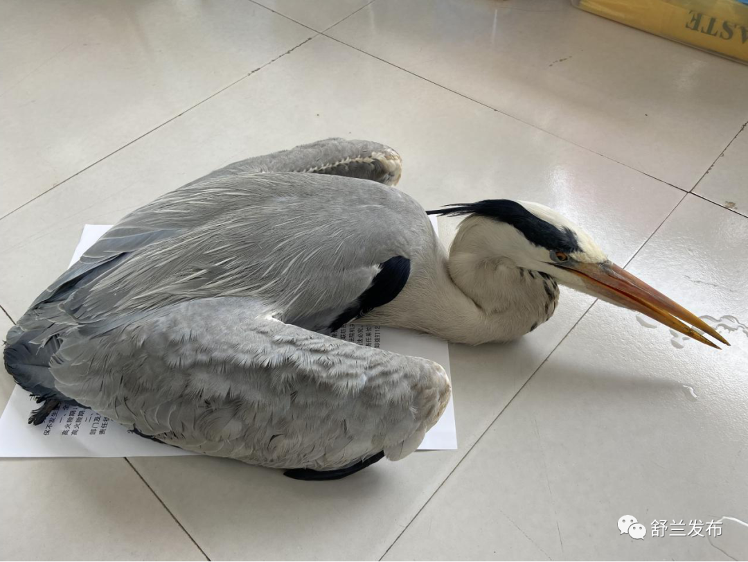 舒兰市水曲柳镇成功救助一只国家二级保护动物苍鹭