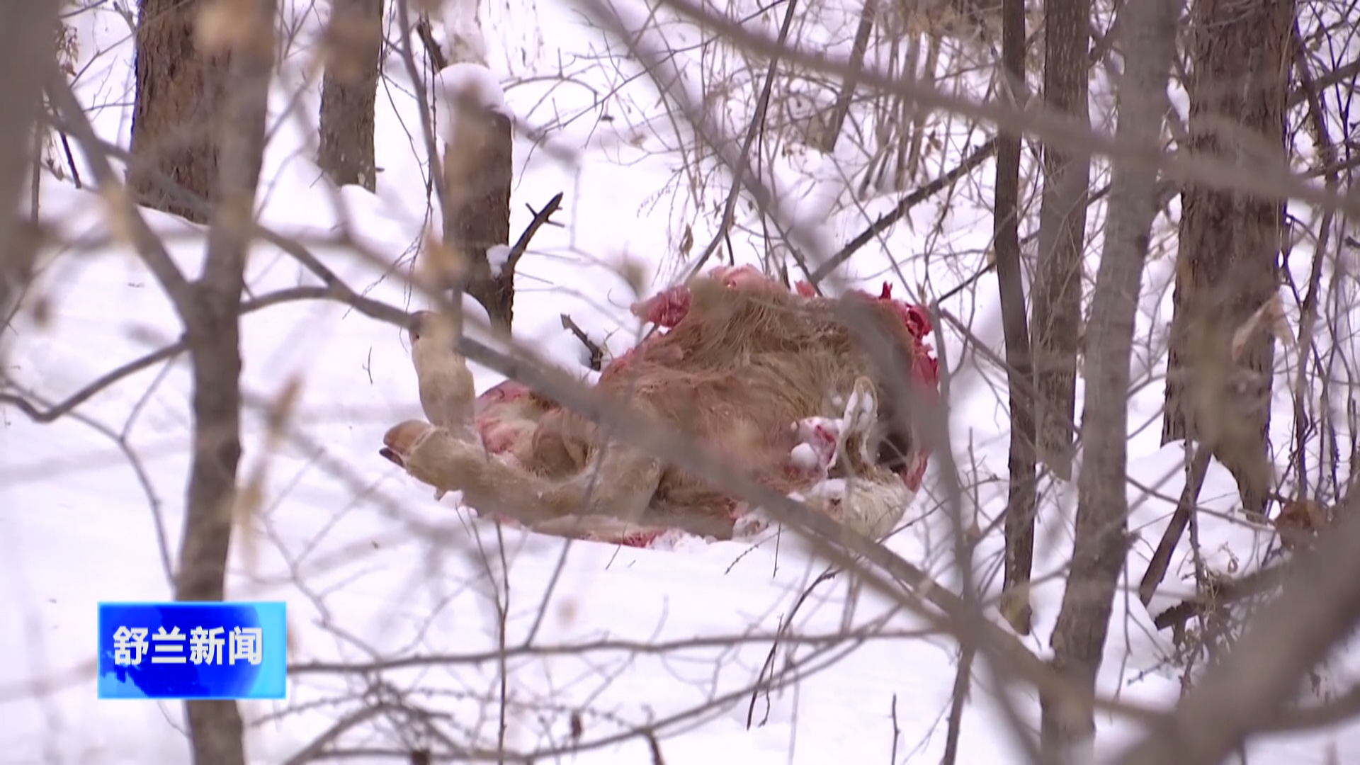 舒兰时隔三年再现野生东北虎  吃了一头牛