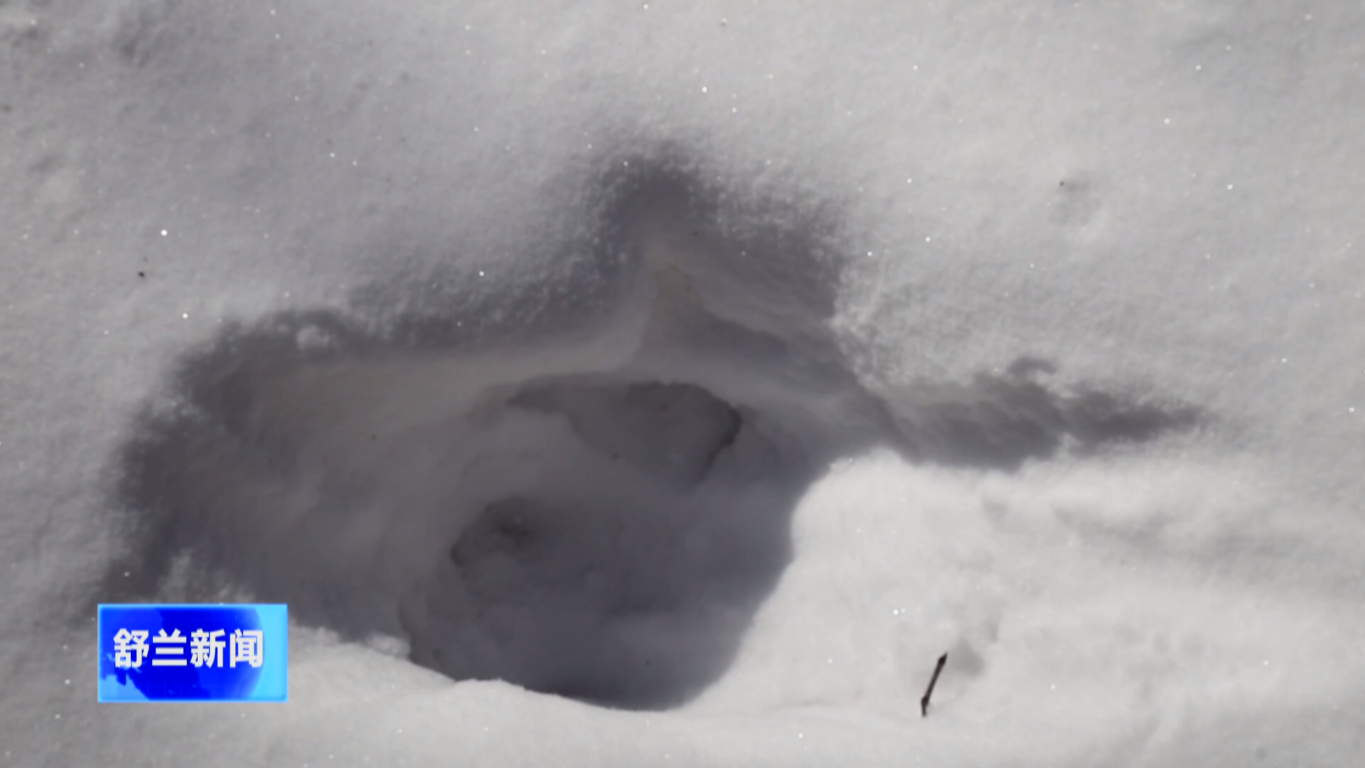 舒兰东北虎出没  安全第一