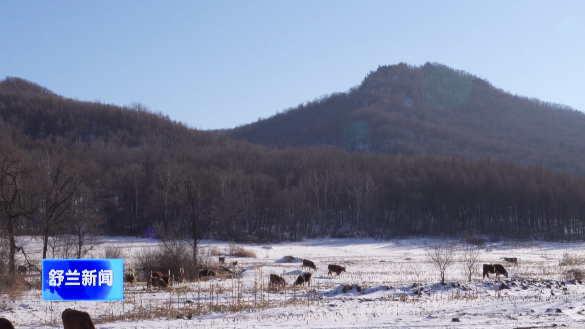 舒兰东北虎频繁下山 如何自保