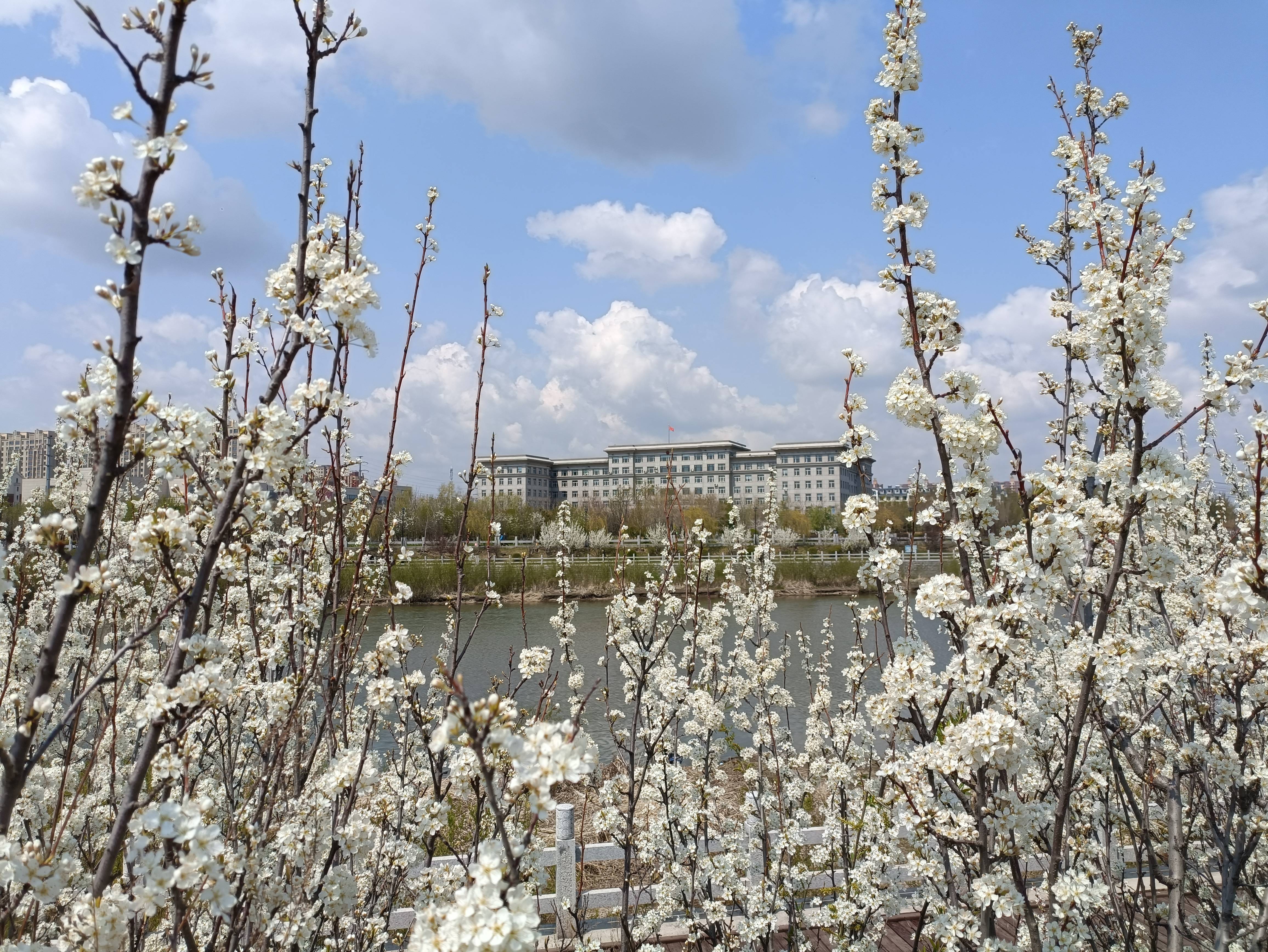 春暖花开   绿满舒兰