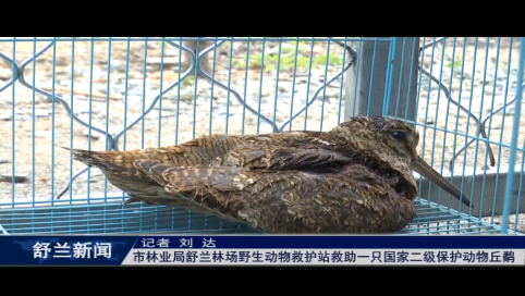 舒兰市林业局舒兰林场野生动物救护站救助一只国家二级保护动物丘鹬