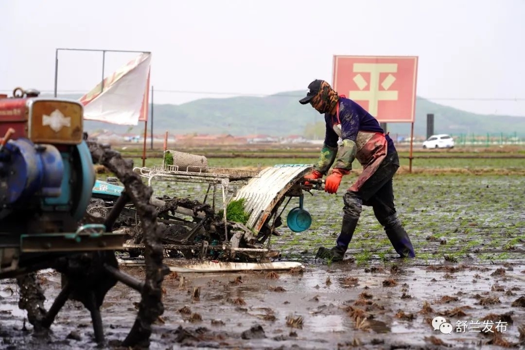 乡村振兴丨舒兰学明水稻种植家庭农场率先开展水稻插秧