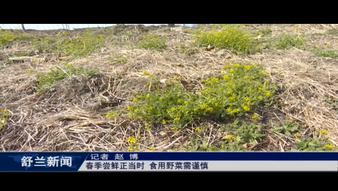 舒兰：春季尝鲜正当时 食用野菜需谨慎