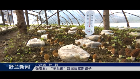 张安君：&ldquo;羊肚菌&rdquo;蹚出致富新路子