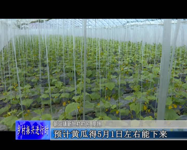 舒兰市朝阳镇新旭村：棚膜经济打造乡村致富路