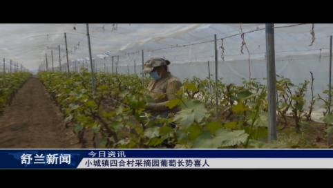 舒兰市小城镇四合村采摘园葡萄长势喜人